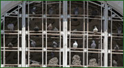 Bird Proofing: Pigeon Netting, Anti-Roosting Spikes & Sprint Wire Systems