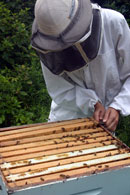 Lincoln & District Pest Control Services Lincolnshire - Honey Bees Rehived